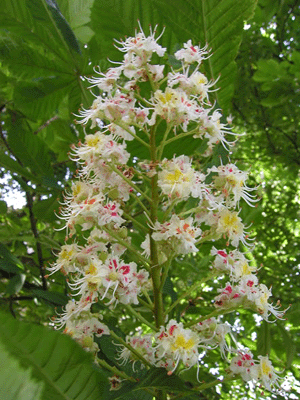 Natura in Movimento\fiori di Bach